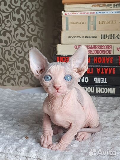 Канадский сфинкс котенок мальчик