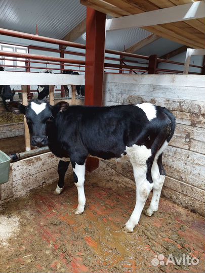 Телята бычки, телочки, коровы, нетеля