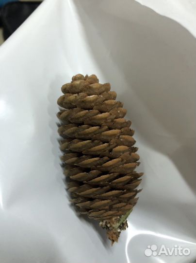 Шишки еловые