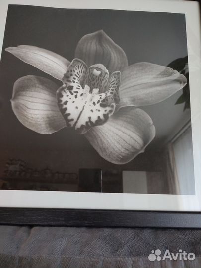 Картина постер IKEA