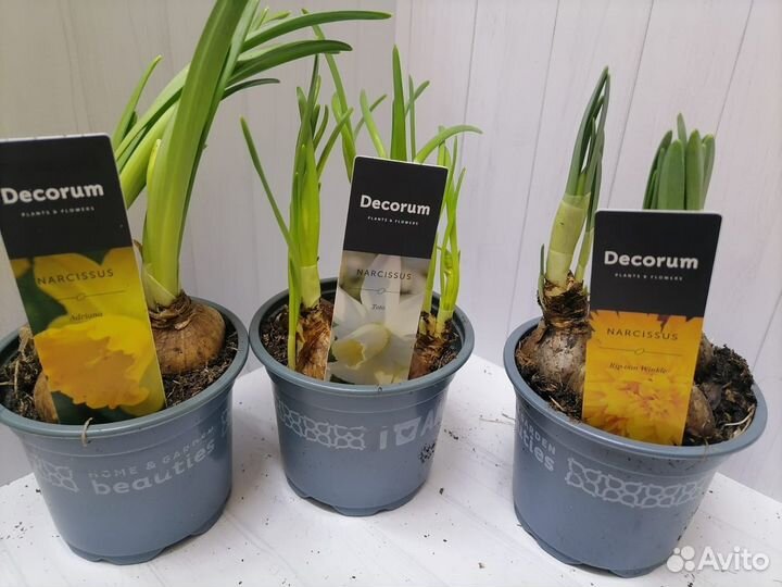 Луковицы нарциссов