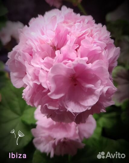 Пеларгонии сортовые