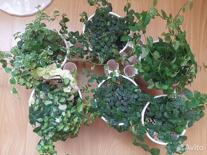 Фикусы пумилы, каллизии, пеперомии и другие