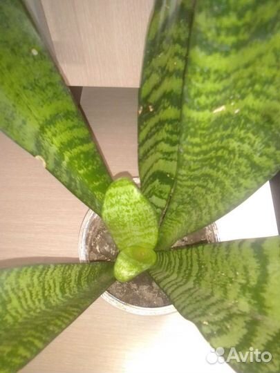 Сансевиерия