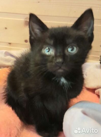 Котенок-черныш