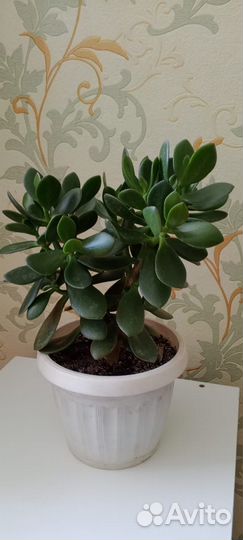 Денежное дерево