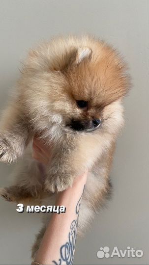Померанский шпиц супер мини