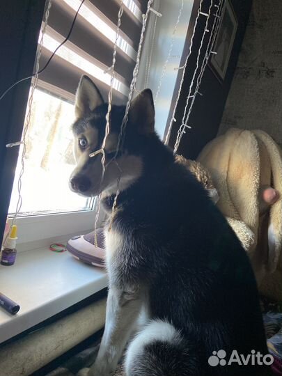 Вязка кабель хаски