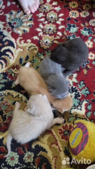 Кошка в дар