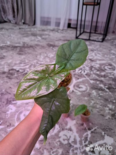 Алоказия коразон