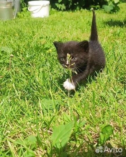 Котенок- кошечка