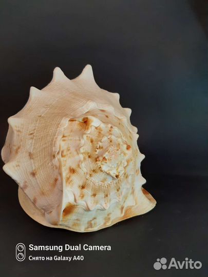 Большая морская раковина