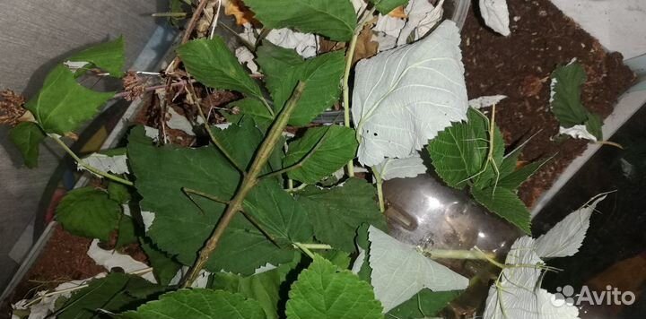 Аннамский палочник