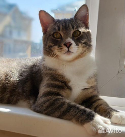 Котик Тишка ищет дом