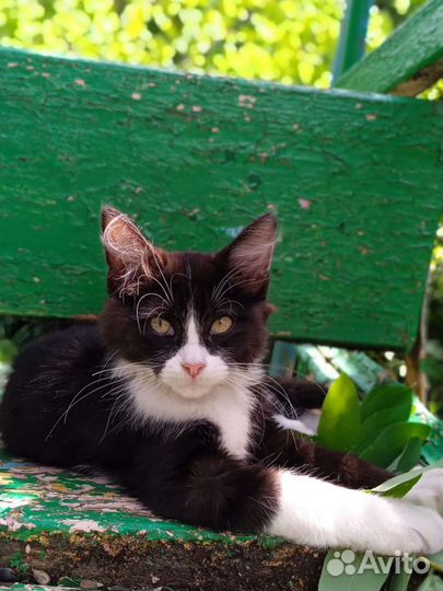 Кот Тимофей