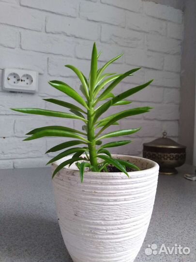 Пеперомия феррейра