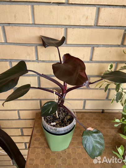 Розовая принцесса отдам