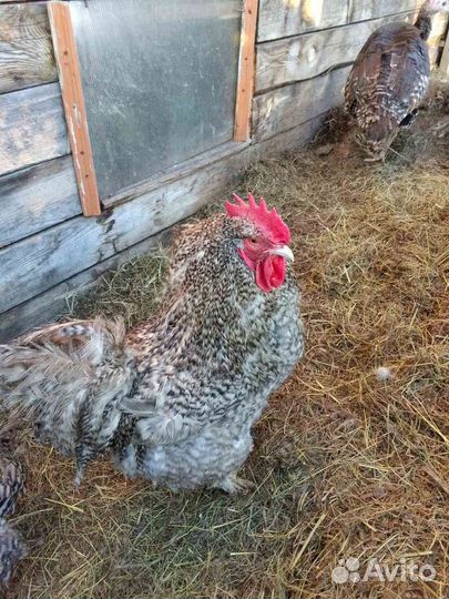 Продается семья мехеленской породы