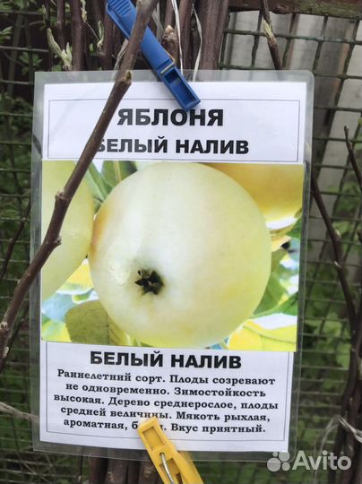 Саженцы оптом и в розницу