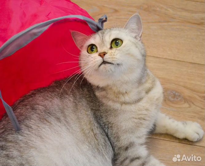 Шотландские кошечки