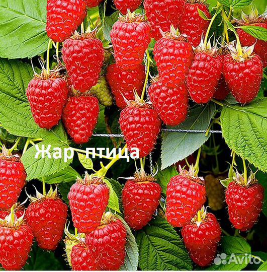 Саженцы малины рем.- урожайной и крупноплодной