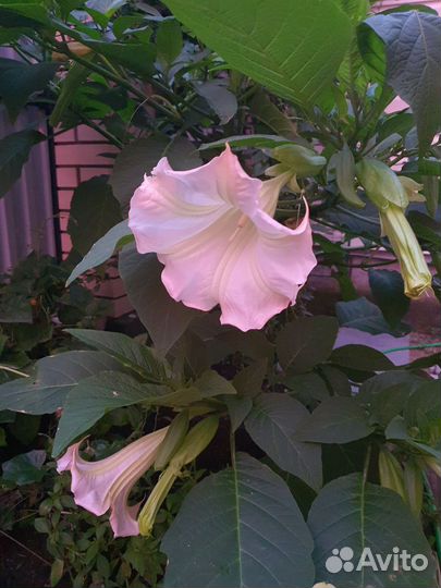 Бругмансия