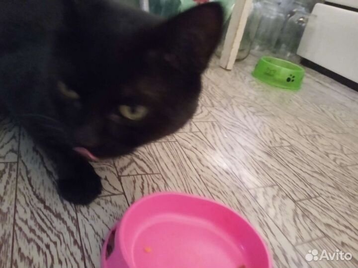 Отдам котика