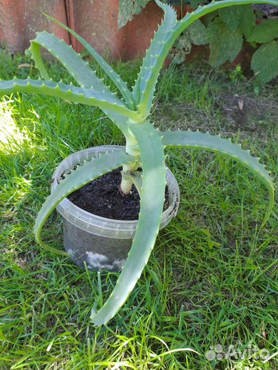 Алоэ лечебный