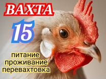 Мойщик моечных машин. Вахта 15. С питанием