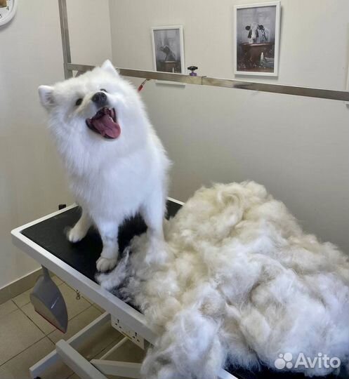 Стрижка собак и котов