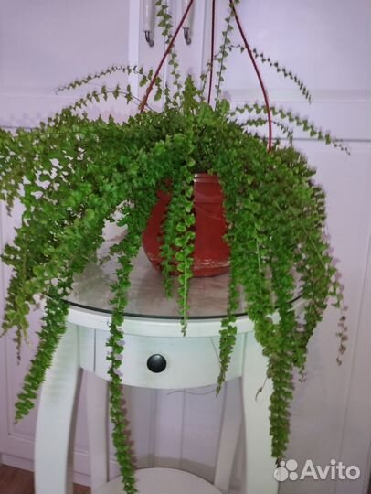 Папоротники кудрявые и др