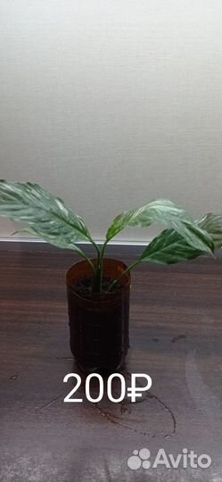 Спатифиллум домино