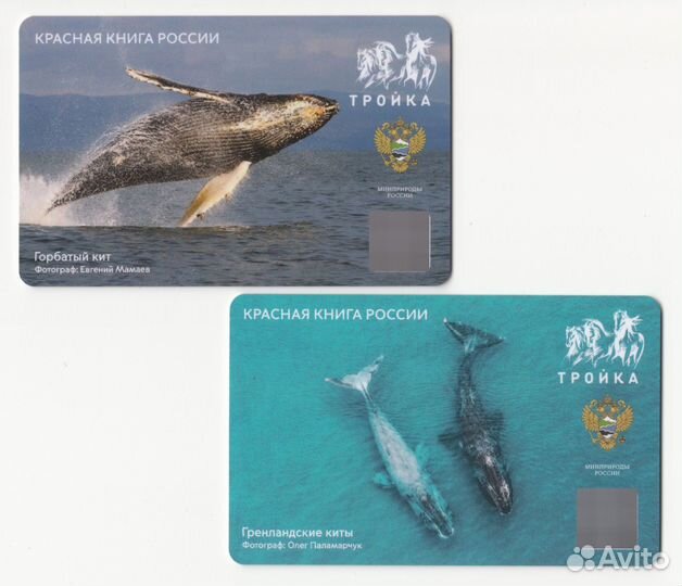 Коллекционные карты тройка Красная книга. Киты - 2