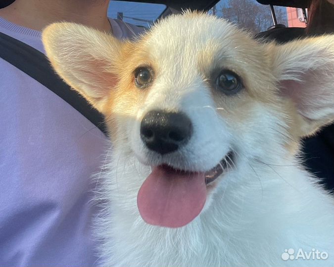 Щенок корги, девочка