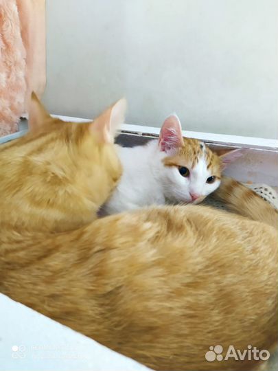 Машенька и Семушка, два неразлучника в одну семью