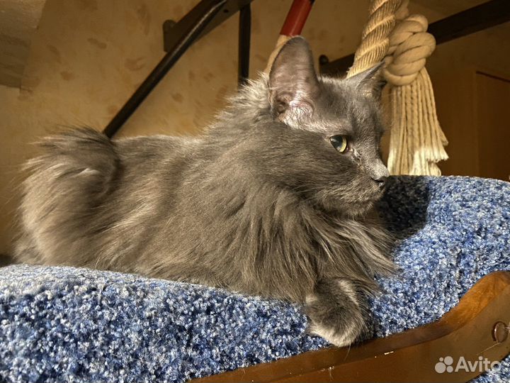 Отдаем кошку в добрые руки