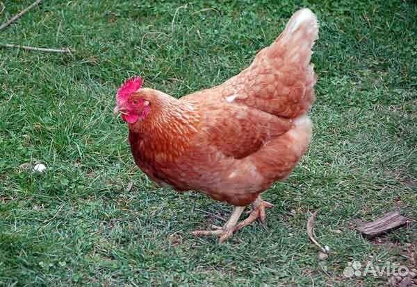 Куры молодки