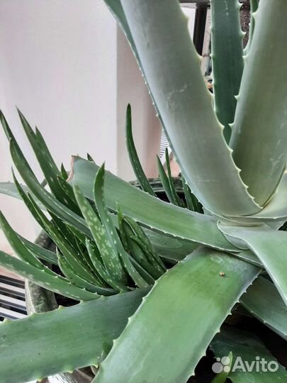 Алоэ вера детки