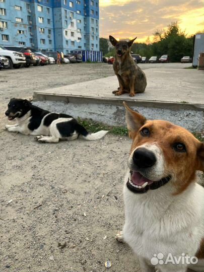 Молодой кобель в квартиру