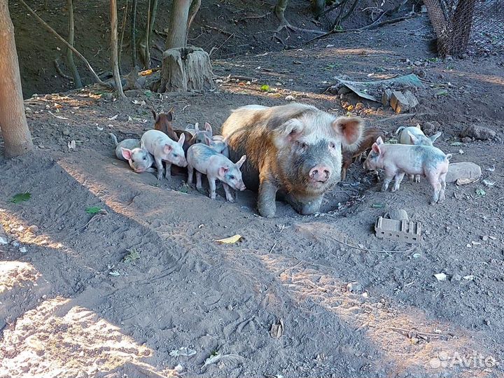 Поросята