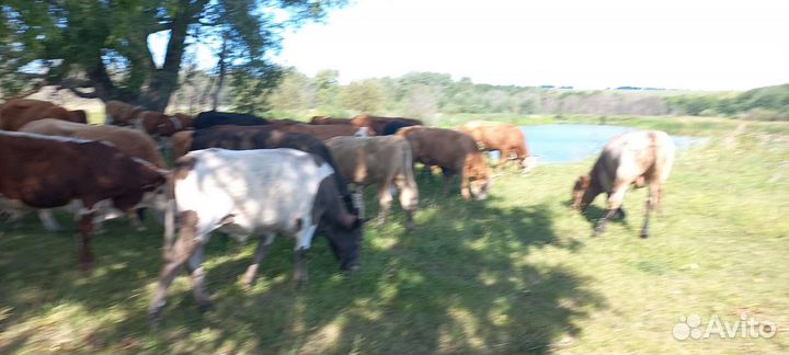 Быки герефорды абердины сементалы