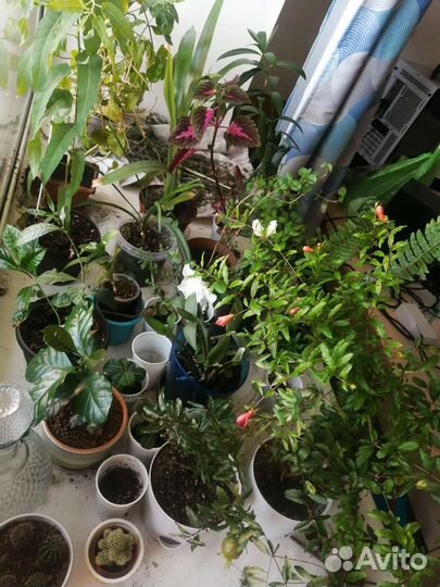 Распродажа комнатных растений