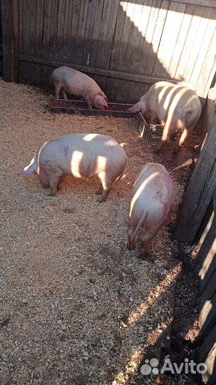 Поросята