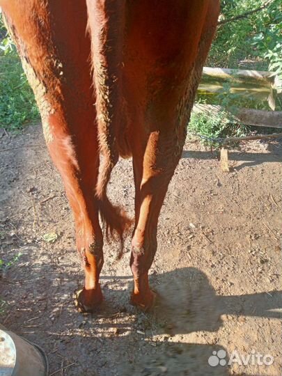 Корова и две телочки