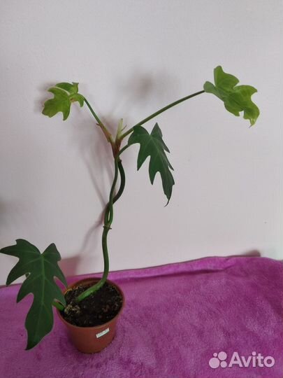 Филодендрон