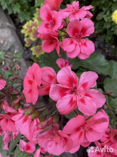 Герань пеларгония