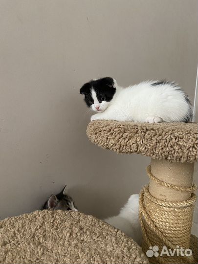 Котята