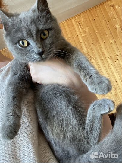 Отдается кошечка