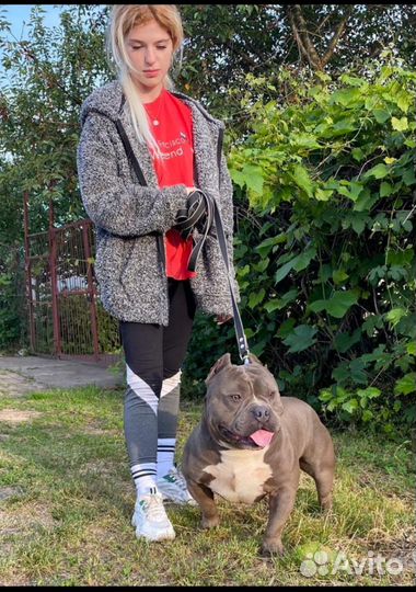 Американский булли, шикарные девчонки