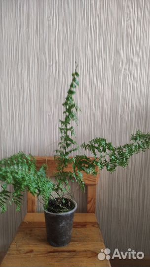 Папоротник кудрявый